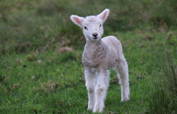 Visit Trombly Garden and Their Spring Babies Visit Trombly Garden and Their Spring Babies