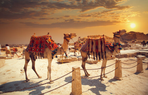 Will You Eat It Wednesday – Camel Jerky