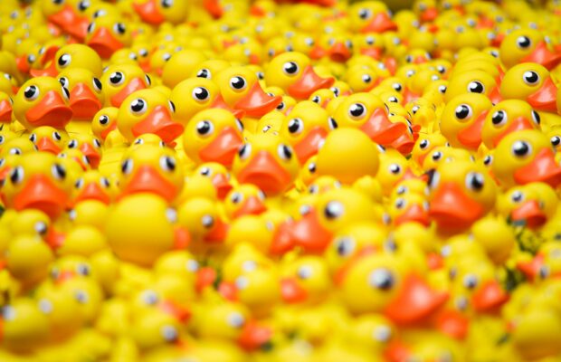 Wildquack Duck Race & Music Festival Wildquack Duck Race & Music Festival