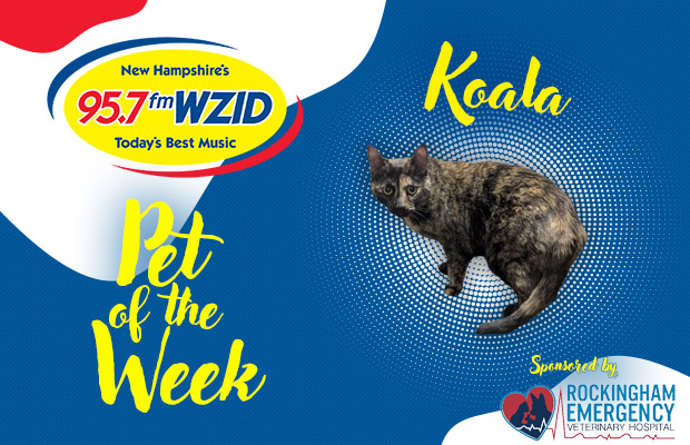 Koala – 6/3/25