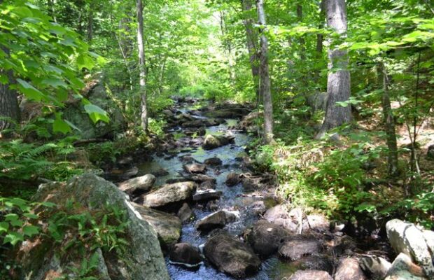 Manchester Cedar Swamp