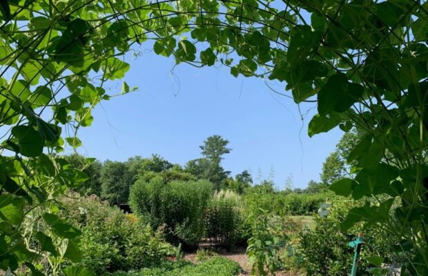 Abby’s Joke: Why Is The Incredible Hulk Good At Gardening?