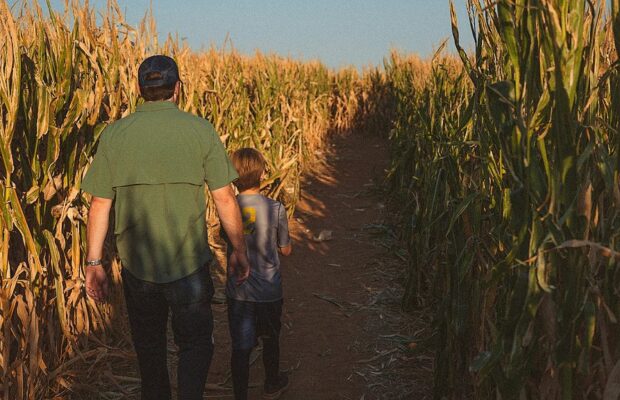 Elwood Orchards – Corn maze