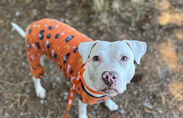 Paws and Pumpkins Paws and Pumpkins