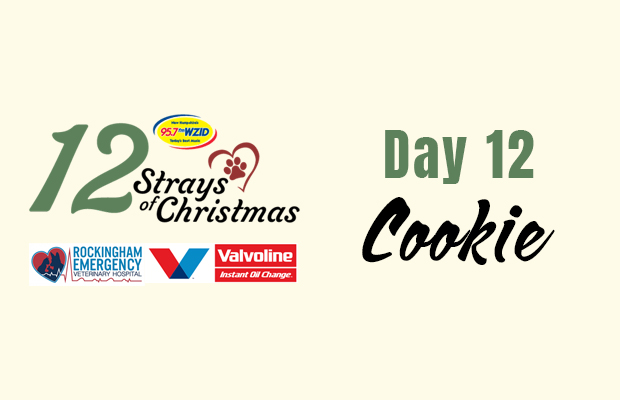 Day 12 – Cookie