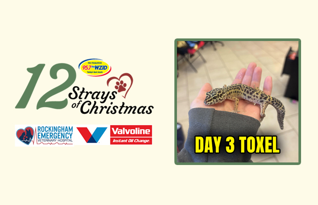 Day 3 – Toxel Day 3 – Toxel