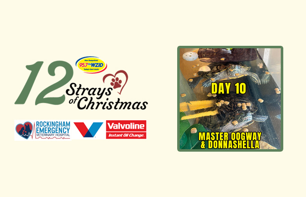 Day 10 – Master Oogway and Donnashella