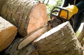 The Dangerous Art of Chainsaw Sculpture