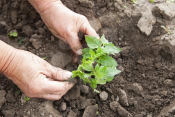Winter Sowing of Native Seeds