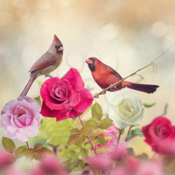 Wildlife Friendly Gardening Presentation Wildlife Friendly Gardening Presentation