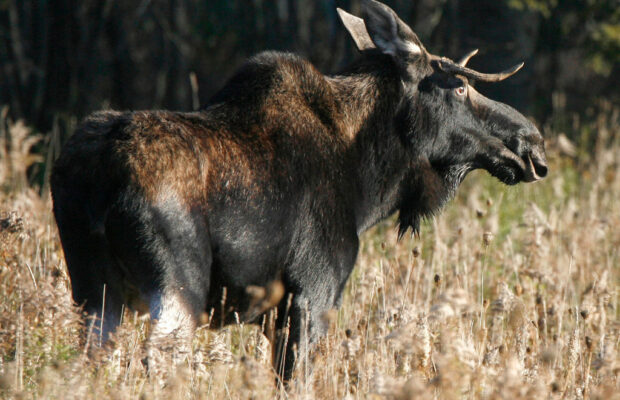 Applications for the 2026 New Hampshire Moose Hunt Lottery are now available