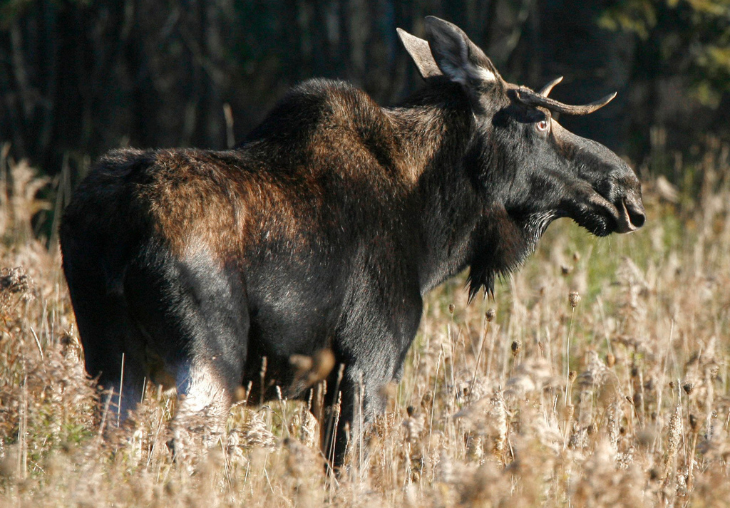 Applications for the 2026 New Hampshire Moose Hunt Lottery are now available
