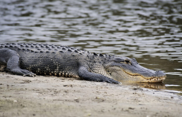 Abby’s Joke: What’s The Best Way To Cook Alligator?