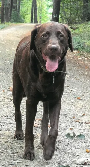 Portsmouth woman’s dog electrocuted while out on a walk