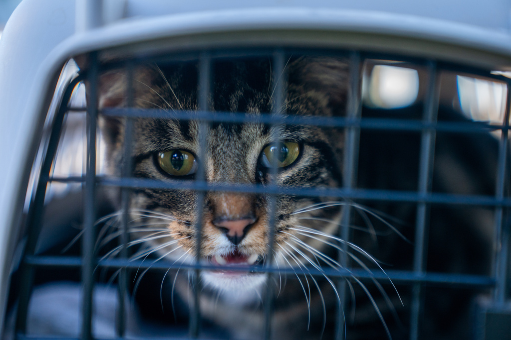 Dozens of animals removed from Hooksett home Dozens of animals removed from Hooksett home
