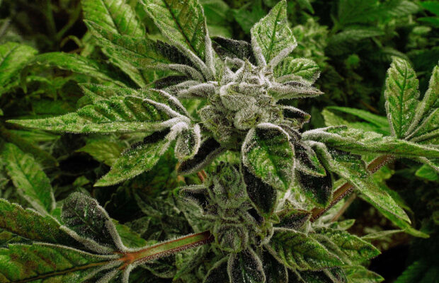 Ayotte vetoes a bill to expand cultivation of medicinal marijuana