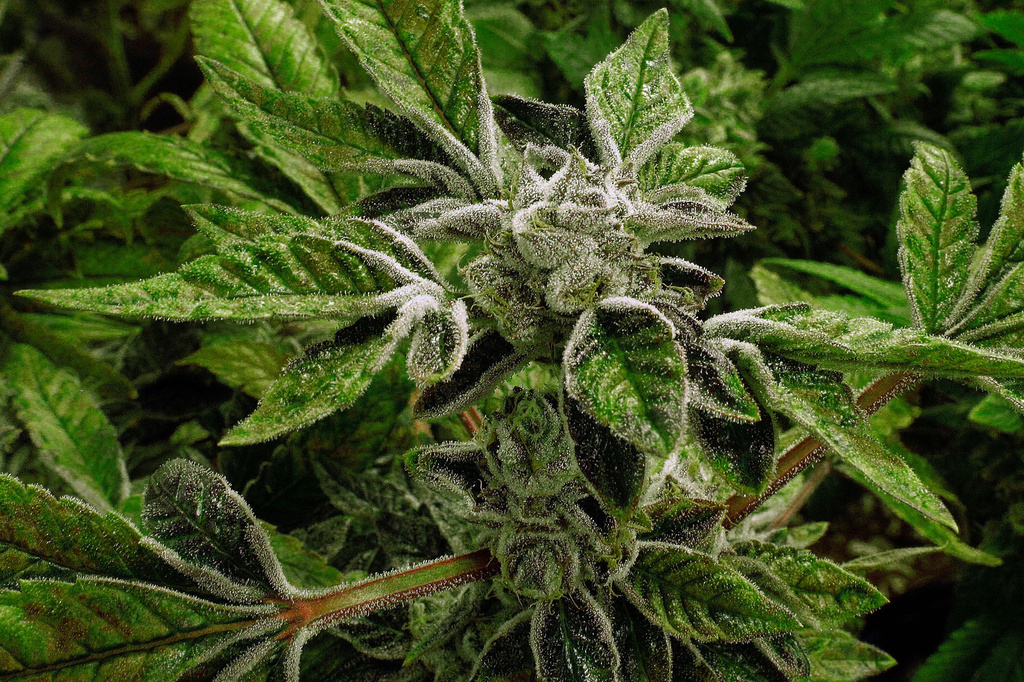 Ayotte vetoes a bill to expand cultivation of medicinal marijuana Ayotte vetoes a bill to expand cultivation of medicinal marijuana