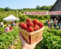 Strawberry Festival-Hampton Falls