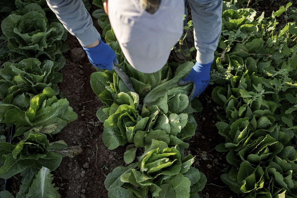 Iceberg lettuce recall in New Hampshire Iceberg lettuce recall in New Hampshire