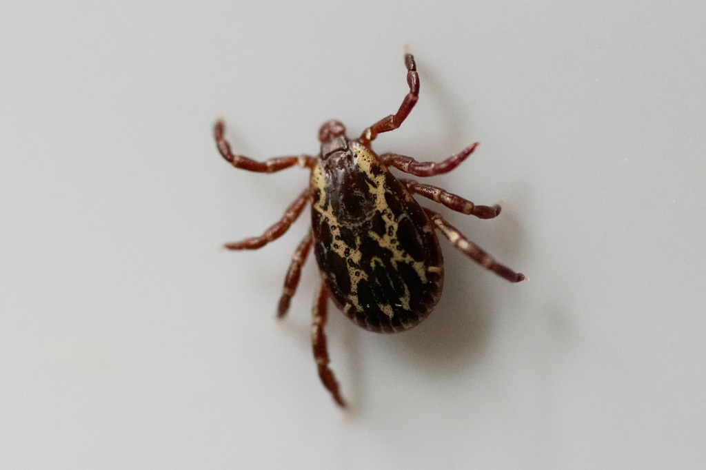 University of New Hampshire awarded $8 million grant to study ticks