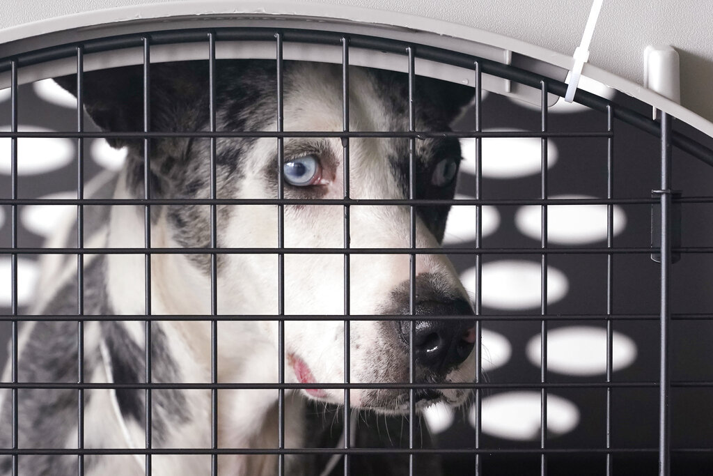 Hudson woman facing more than a dozen animal cruelty charges Hudson woman facing more than a dozen animal cruelty charges