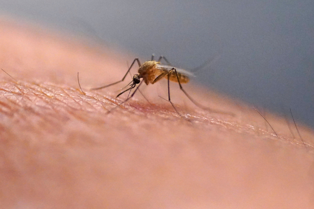 Infected mosquitos found in six New Hampshire communities. Infected mosquitos found in six New Hampshire communities.
