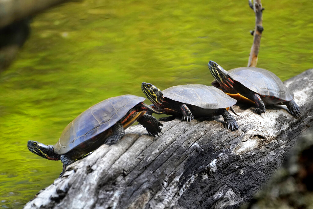 Hillsborough man accused of killing 15 turtles with UTV convicted of animal cruelty Hillsborough man accused of killing 15 turtles with UTV convicted of animal cruelty
