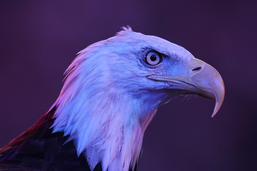 New Hampshire’s bald eagle population sets a new record