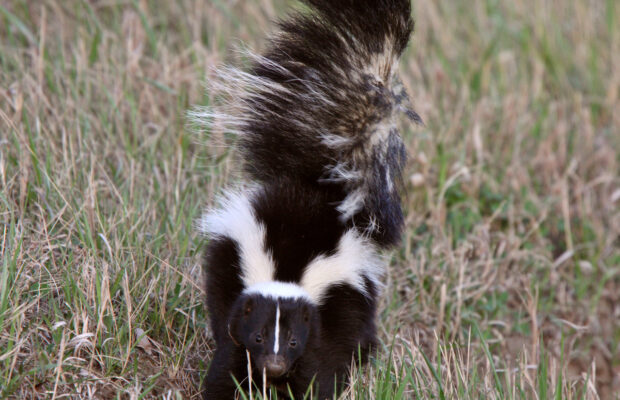 How To Get A Skunk Out Of Your Yard How To Get A Skunk Out Of Your Yard