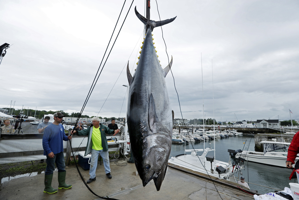 Massive Tuna caught off New Hampshire coast fails to set new record due to technicality